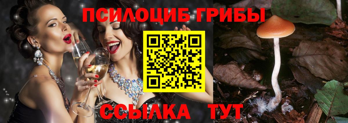 Лесной  Псилоцибиновые грибы Cubensis  Вход с VPN 
